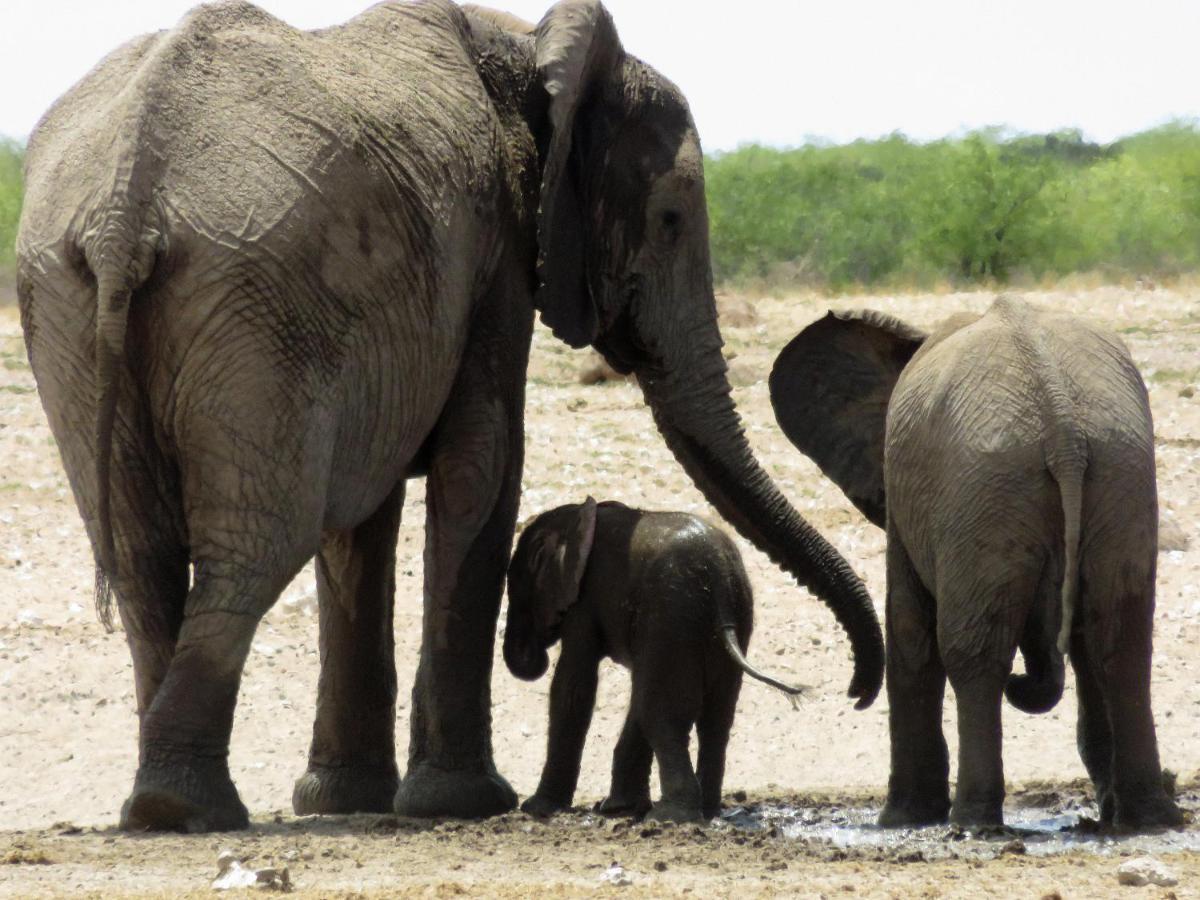 Etosha Safari Camping2Go Okaukuejo Buitenkant foto